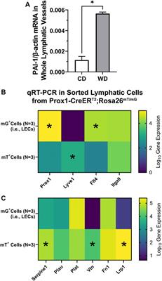 Lymphatic Valve Dysfunction in Western Diet-Fed Mice: New Insights Into Obesity-Induced Lymphedema